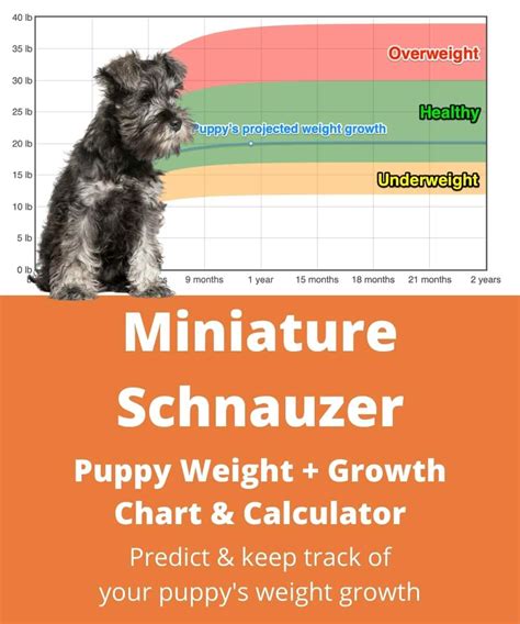Miniature Schnauzers on the other hand are 12-14 inches tall at the shoulder, and weigh 11-20lbs. Like most dog breeds this small, there’s no discernible difference in the size range of males and females. Standard Schnauzer Vs Miniature Schnauzer Temperament. Miniature and Standard Schnauzers are both confident and …